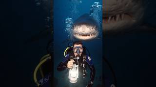 Giant Shark Chase During Underwater Treasure Escape #ai #animation #aivideo