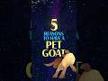 5 Reasons To Have A Pet Goat Wish Disney Kids 