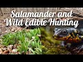 Salamander and wild edible hunting