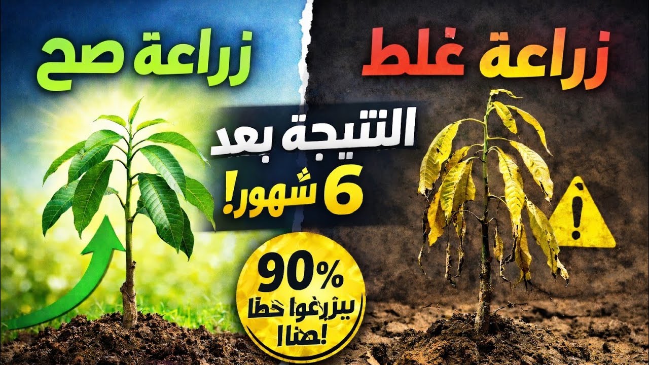 أفضل طريقة لزراعة المانجو من البذرة و الشتلة 🌱 | المواعيد الصحيحة + أسرار نجاح 90٪ من المزارعين