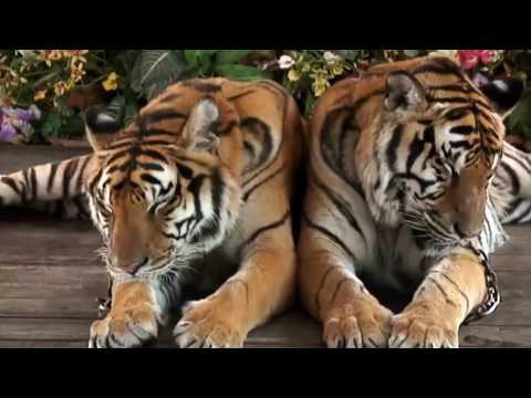 10 Abnormally Large Animals That Actually Exist