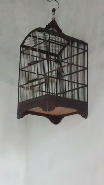 sulingan laut gacor suara ngeplong