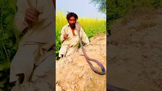 Black Cobra Attack On Jagga Jogi