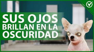 ¿Por qué los OJOS de los perros BRILLAN en la OSCURIDAD?  Respuestas