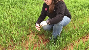 2020 Virtual Small Grains Field Day: Final Topdressing