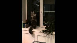 Maine coon playing with a moth. Мейн Кун играет с мотыльком.