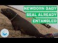 Newborn Baby Seal Already Entangled