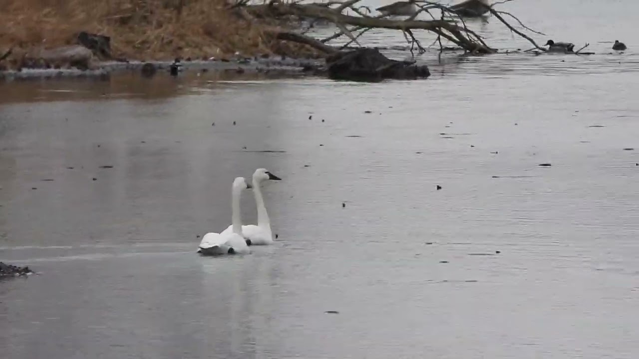 Tundra swans on the Desplaines river in Channahon 2
