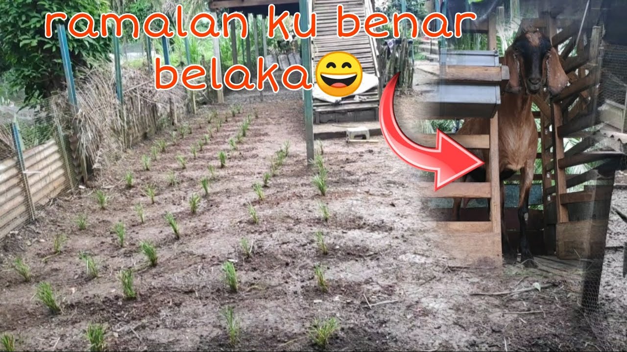 eps18: rumput MINYAK padang ragut baru untuk kambing² aku guys 😎😎 - YouTube
