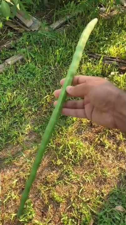 Ever Seen This Vegetable? #drumstick #Moringa #vegetable