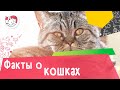 5 малоизвестных фактов о кошках