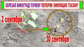видео: 🍇 Ошибка виноградаря! Вот ПОЧЕМУ после ОБРЕЗКИ или ПОСАДКИ ВИНОГРАДА осенью ПОПЕРЛИ ЗИМУЮЩИЕ глазки! картинка: 🍇 Ошибка виноградаря! Вот ПОЧЕМУ после ОБРЕЗКИ или ПОСАДКИ ВИНОГРАДА осенью ПОПЕРЛИ ЗИМУЮЩИЕ глазки!