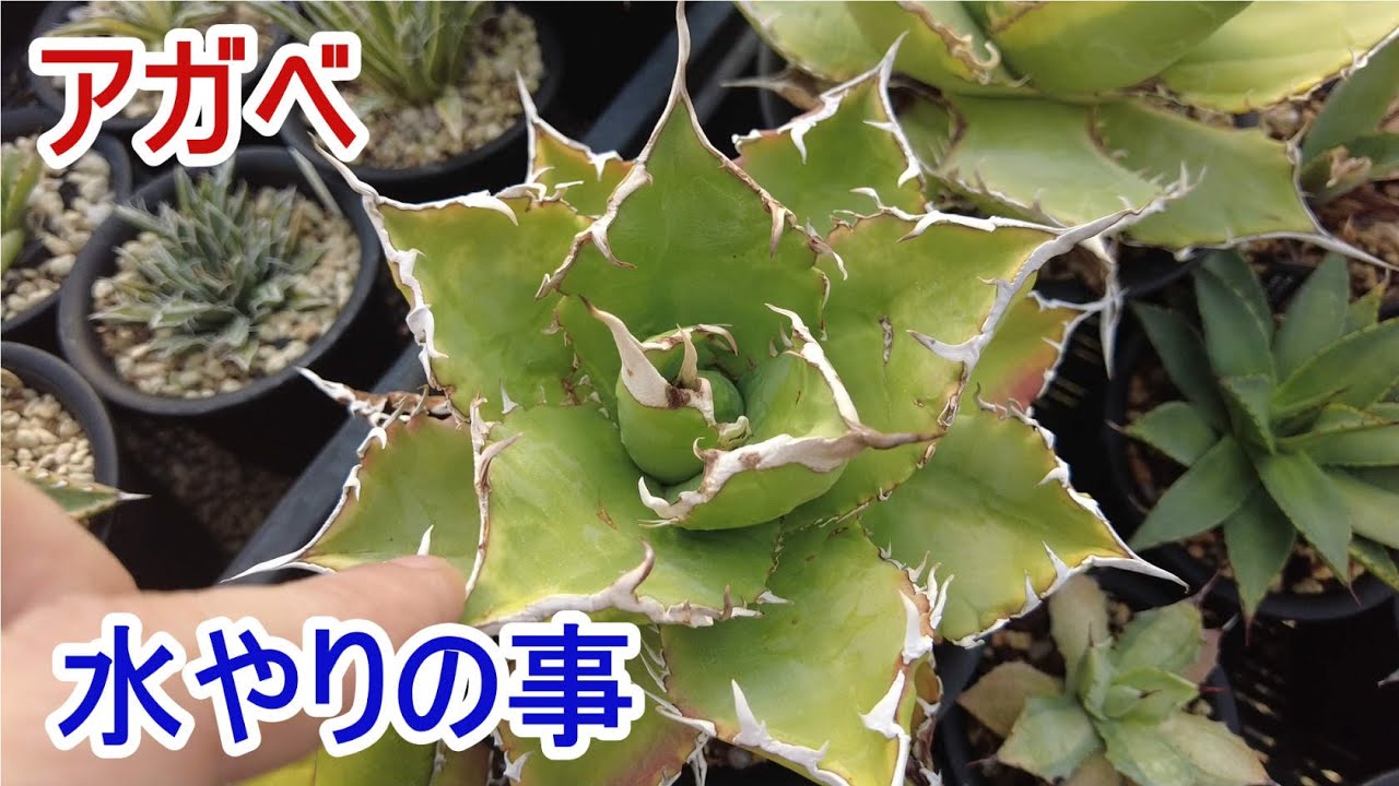アガベ 質問の多いアガベの水やり回数について 水やり回数をお答えしている動画ではありません Agave 園芸 Youtube