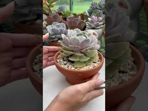 Бейне: Echeveria «Лола» өсімдік күтімі – Лола шырынды өсімдікті қалай өсіру керек