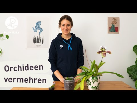 Video: Was ist eine Geisterorchidee - Erfahren Sie einige Fakten über Geisterorchideen