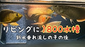 3日でphが下がる 原因究明と濾材変更 過背金龍 10水槽 アロワナ飼育 Arowana Youtube 3日でphが下がる 原因究明と濾材変更 過背金龍 10水槽 アロワナ飼育 Arowana Youtube