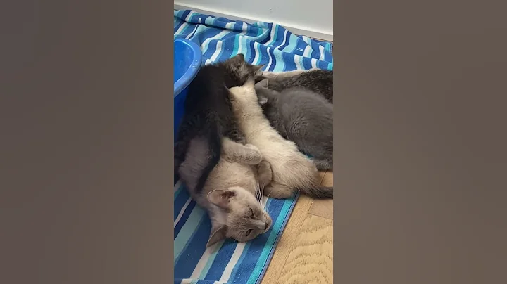 Watch the video about Video of adoptable pet named Buttercup