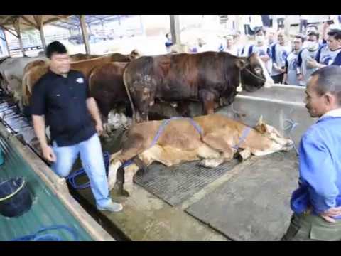 Peragaan menjatuhkan sapi.MOV Doovi Peragaan menjatuhkan sapi.MOV Doovi