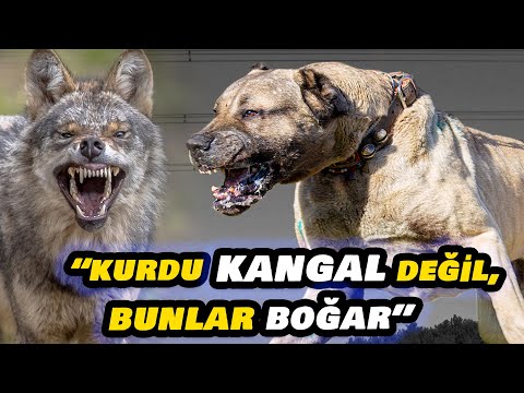 MATBAACI DOĞAN VE ŞAMPİYON KARAYILAN | \