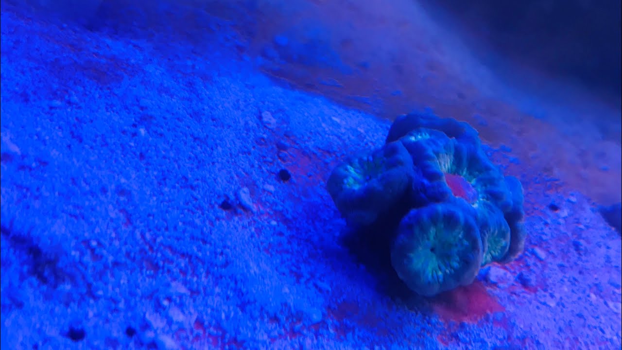 PROBLEM...Duncan Coral not opening! YouTube