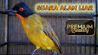 KUTILANG EMAS SUARA ASLI HUTAN