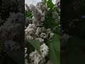 Когда СИРЕНЬ расцветает!#Парк Коломенское#Сирень #Май #Весна #Царский дворец#Прогулка