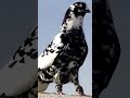 #pigeons#club ❤️❤️❤️