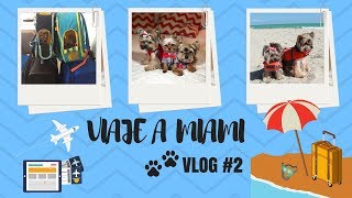 Viaje a Miami con Mellow y Alana  VLOG # 2 (viajando con mis perros por el Mundo)