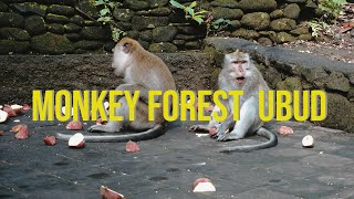 Ubud Monkey Forest Bali | Berani Foto Sama Monyet? Ubud Monkey Forest Bali | Berani Foto Sama Monyet?