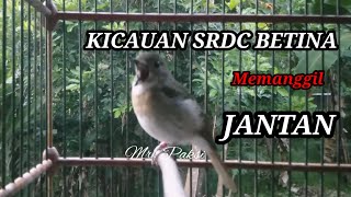 Kicauan SRDC Betina Gacor memanggil jantan AUTO nyaut ngeplong Gacor