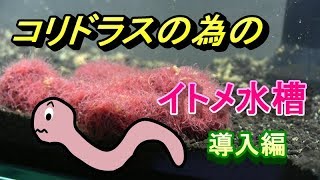 コリドラス の為のイトメ水槽 飼育と自家繁殖 Saike Na Yume アクアリウム