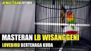 MASTERAN LOVEBIRD LAGU SANTAI POWER MAXIMAL !!!