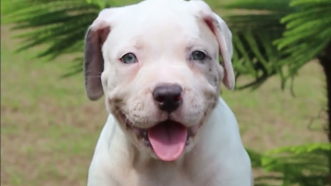 First Pied Merle XL American Bully Puppy in Asia!! (Nilla)