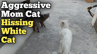 Mother Cat Getting Aggressive Hissing And Slapping White Cat When He Smells