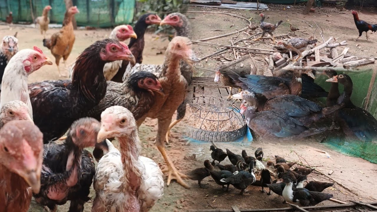 Review the activity of feeding chickens and duck in the small farm /Smart Farm