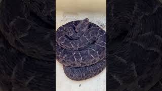 Remoção segura de jararaca e devolução à natureza em área apropriada. #snake #fyp #wildlife