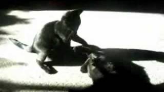 EPIC kitten battle!! MUST SEE VIDEO! by jgwiz2008 3,665 views 12 years ago 4 minutes, 27 seconds