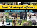 Elephantsrilankanwild   tusker wild elephant in sri lanka