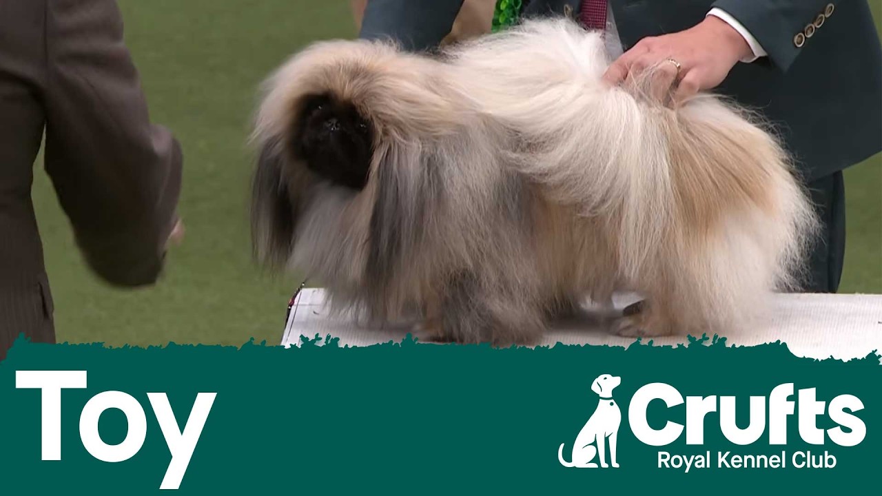 Group Judging (Toy) and Presentation | Crufts 2026