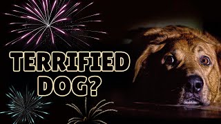How to Help Your Dog FEEL Safe During Fireworks