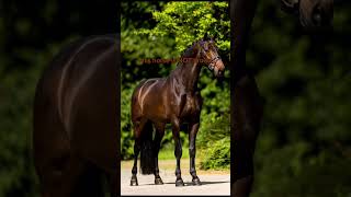 Celebrity Let’s confuse the non-equestrians! #horse #equestrain #showjumping #pony #horsegirl #horsegirl Profile