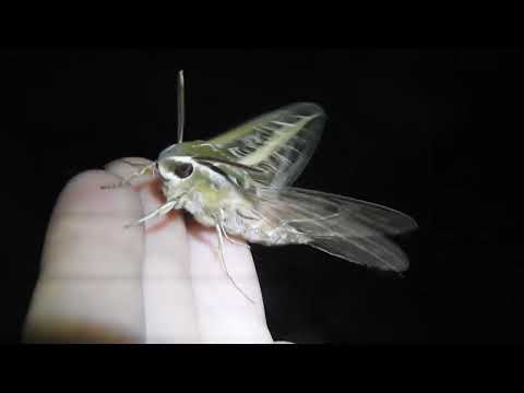 White-lined sphinx moth vibrates then takes off