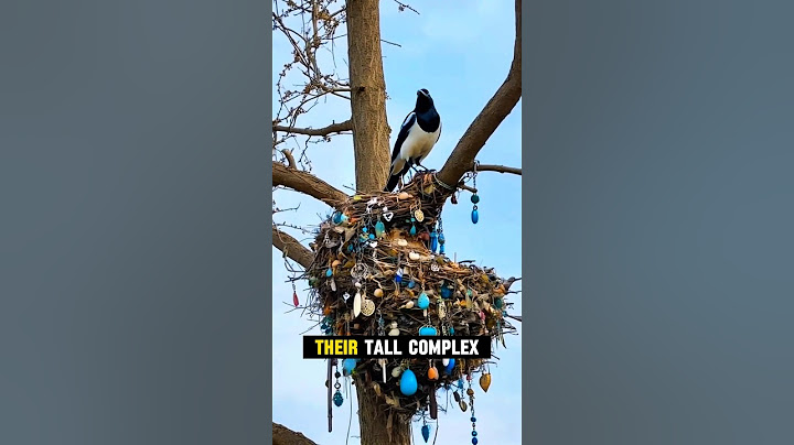 Magpies: The Mischievous Bird Thieves! 🐦😂 #shortsfeed #animals #usa