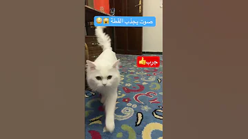 صوت يجذب القطط اكسبلور 