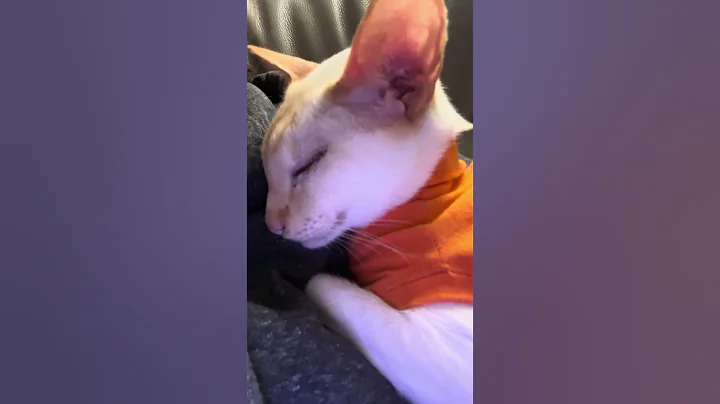 Watch the video about Sleepy baby 💤 #cat #subscribe #lazy #siamese #sleepytime #cute #funny