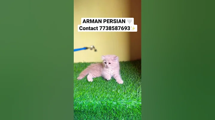 Watch the video about Persian cats for sale 🤍 #blue #cat #persiankittensforsale #catbreeds #catlover #persiancatcorner