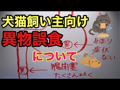 犬猫の異物誤食についてのお話 【小動物獣医師のお話 Vol.16】