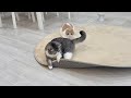 おもちゃを片付けたのにずっと探し回ってた猫が可愛すぎましたwww