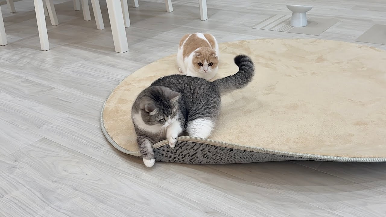 おもちゃを片付けたのにずっと探し回ってた猫が可愛すぎましたwww