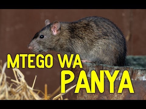 Video: Mtego Wa Panya (picha 22): Chambo Bora Kwa Panya, Aina Za Panya. Jinsi Ya Kufanya Hivyo Mwenyewe?